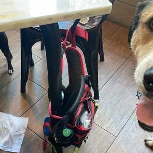 two dogs at a table