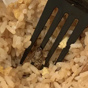 Fried Rice and Bug