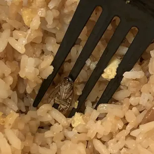 Fried Rice and Bug