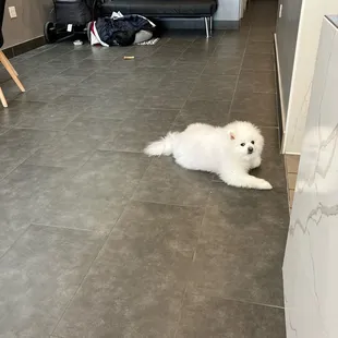 The store mascot!  Boba! He came over to say hi!