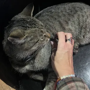Bar cat