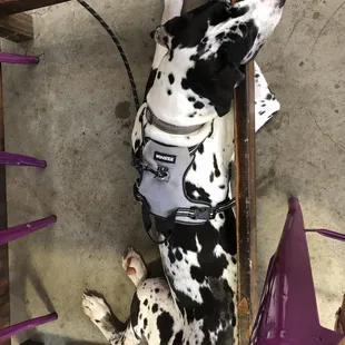 My Great Dane hanging out under the table