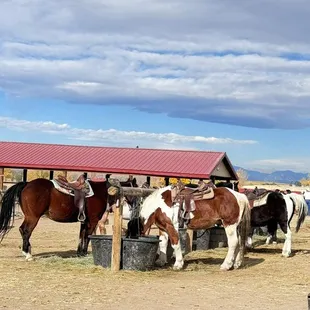 Tito the brown and white taking a drink after our walk.
