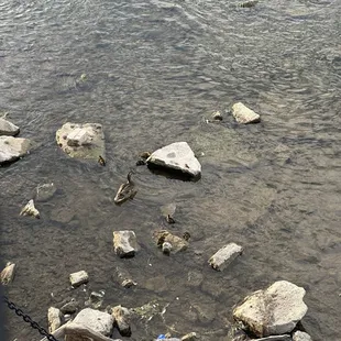 View of the river from the back patio