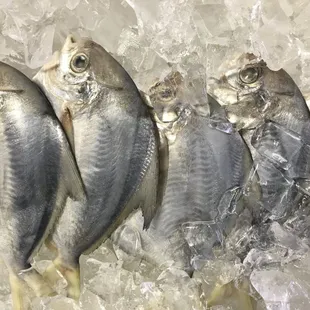 a group of fish on ice