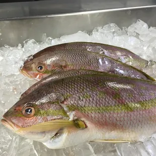 two whole fish on ice