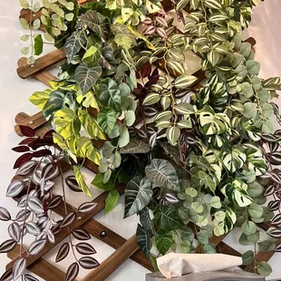 a bunch of plants