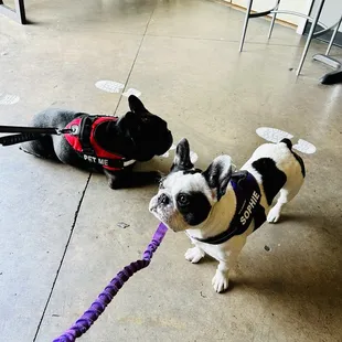 two dogs on leashes, one black and one white