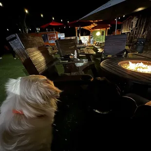 Dogs enjoying the fire pit as they watch the live music.