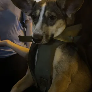 a dog wearing a harness