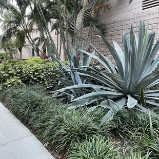 Walk way to open parking