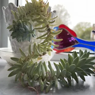 Lovely succulent thriving on the shelf
