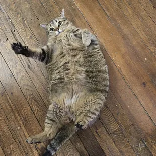 Don't employ this guy he'd pop.