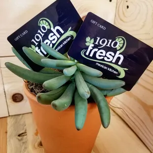 sashimi, sushi, sushi and sashimi, food