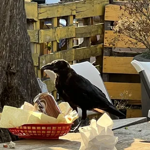 Crows on the table eating out of dirty dishes which were there the whole time we were there.