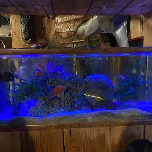 There are fish in this aquarium