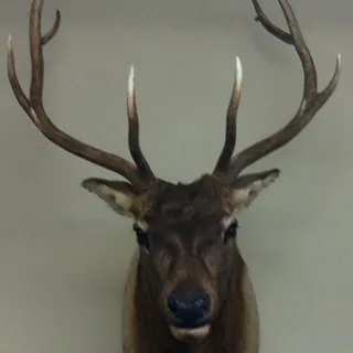 Ryan A.
