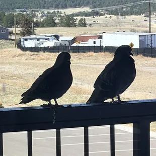 Even the pigeons can't get enough!