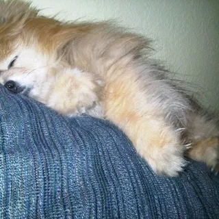 Lil C.