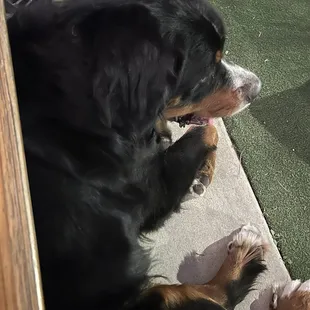 Pepperoni Pizza and Bogie enjoying the evening.