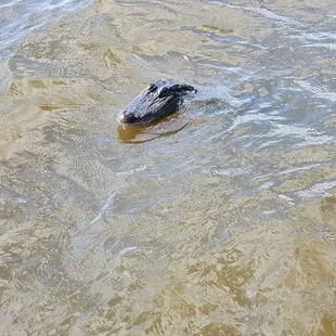 Joe coming for a visit.