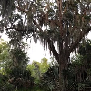 Island on the Bayou of Three Oaks (Bayou des Trois Chênes) where Cajuns lived.