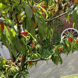 a peach tree with ripe fruit