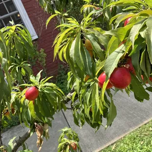 a peach tree with ripe fruit