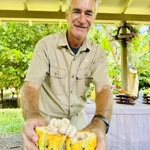 Ready to harvest cocoa
