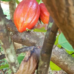 Cacao