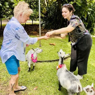 Time to feed the goats