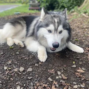 Coda , the farm's husky mixed malamute greeter