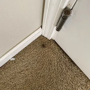 Feces in carpet