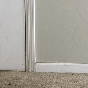 Feces in carpets