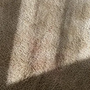 Blood on carpet