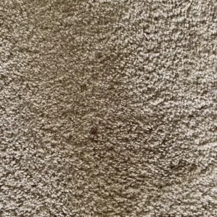 Feces in carpet