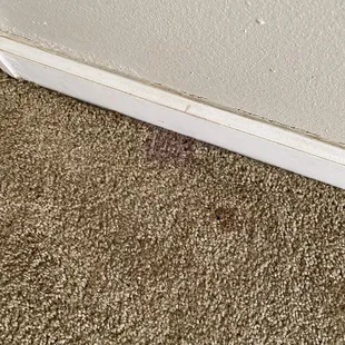 Feces and stain in carpet