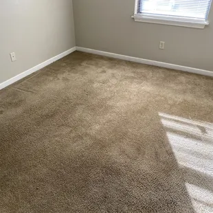 Feces in carpet