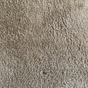 Feces in carpet
