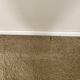 Feces in carpet