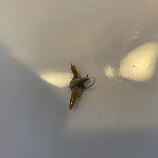 Roach found in food