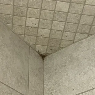 Nests of fleas/small flies in rinse shower in SPA.