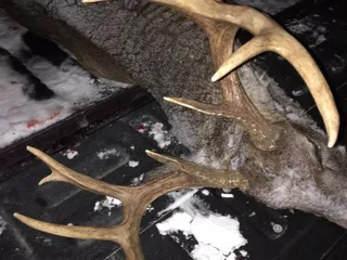 Duma Deer Processing