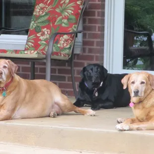 3 Fat Labs B &amp; B