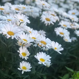 a bunch of daisies