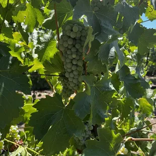 a bunch of grapes on the vine