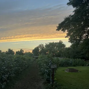 a sunset in the background