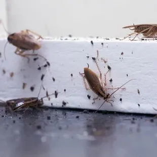 Cockroaches