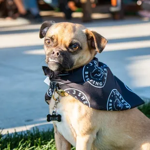 3 Sheeps is dog friendly - inside and out!