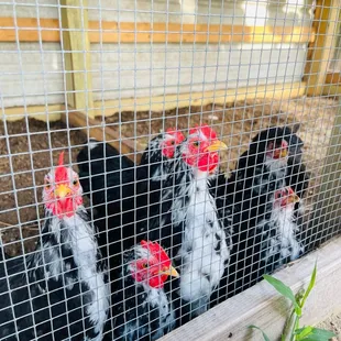 Chickens